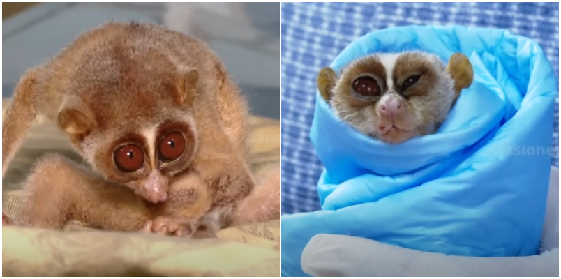 Frightened face with big eyes injured Slender Loris is treated at Kannur Veterinary Hospital