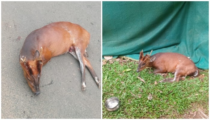 no officers of Forest Department reached on time Deer dies after hitting by a vehicle 