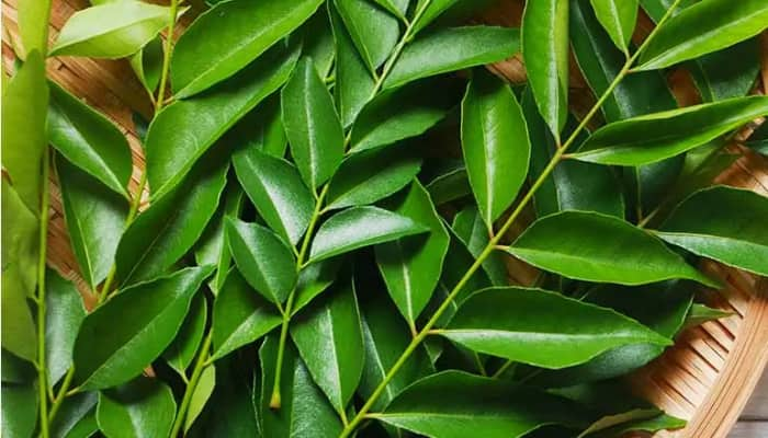  curry leaves benefits in telugu rsl