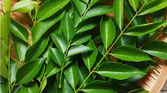 Health benefits with eating curry leaves with empty stomach VNR