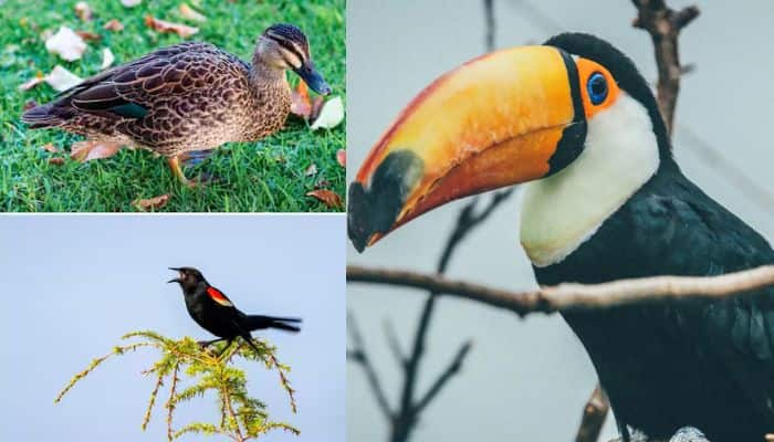 World Most 6 Poisonous Birds You Might Not Know About sat