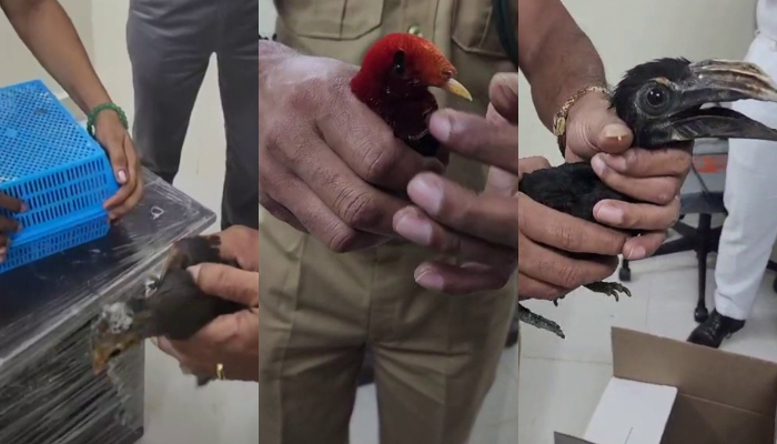 Two youths were nabbed at the cochin international airport with illegally imported rare species birds