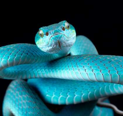 Snake on Head, Swallowing