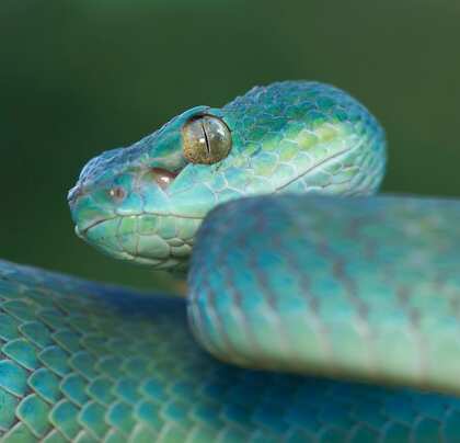 Snake Bite