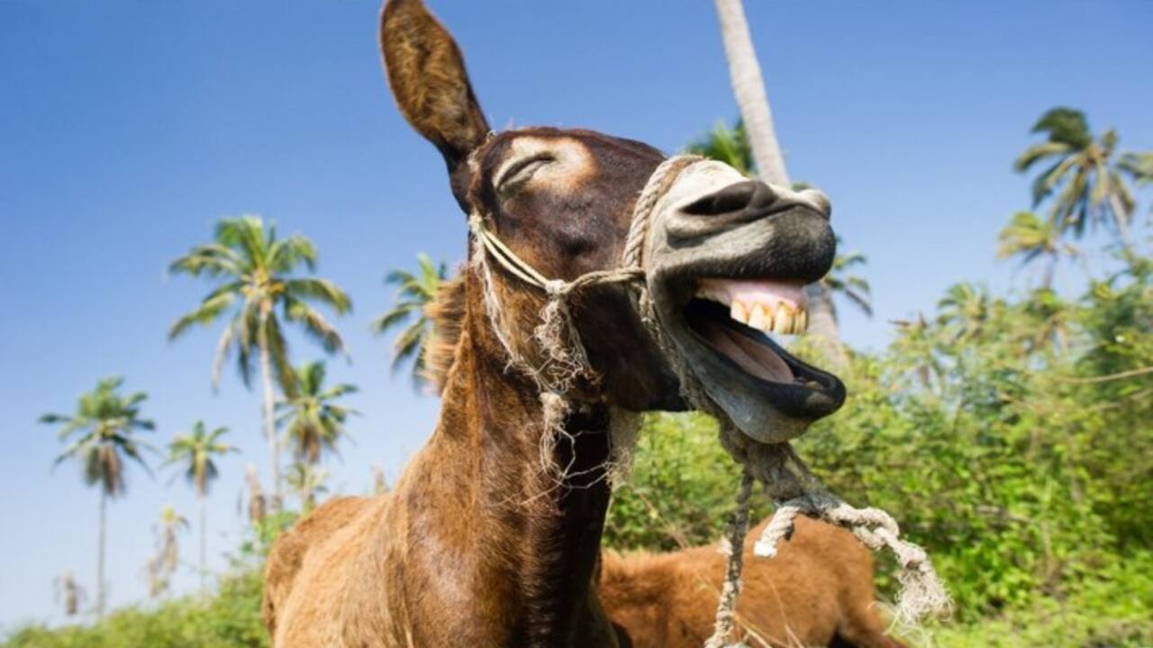 A donkey helped catch a thief in Rajasthan