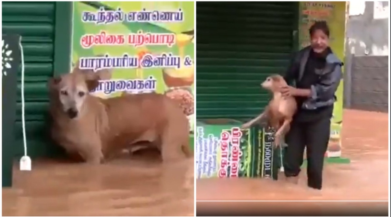 Puducherry floods: Dog stuck in rising waters rescued; heartwarming video goes viral (WATCH) shk