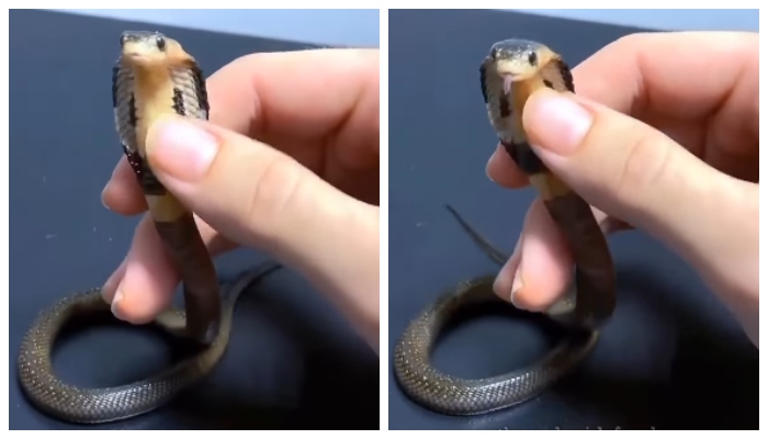 Video of cobra caressing baby boy goes viral 