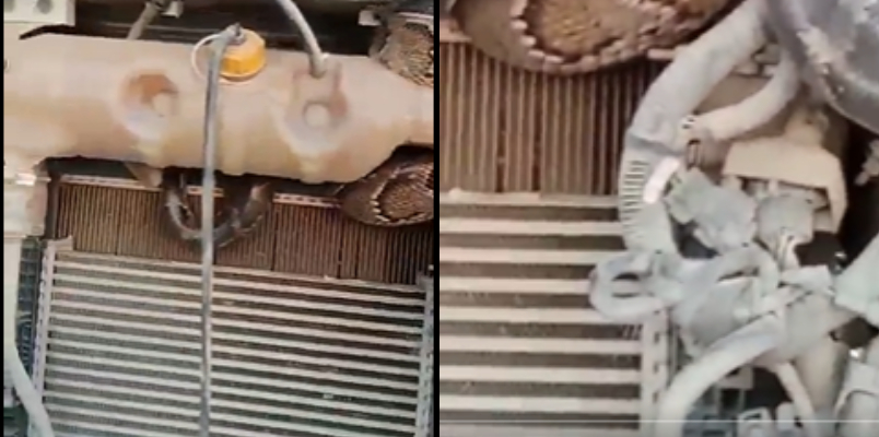 Massive Python Travels 98 KM From UP To Bihar Hidden In Truck Engine video