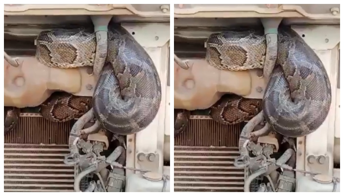 From UP to Bihar Huge python's truck journey video goes viral