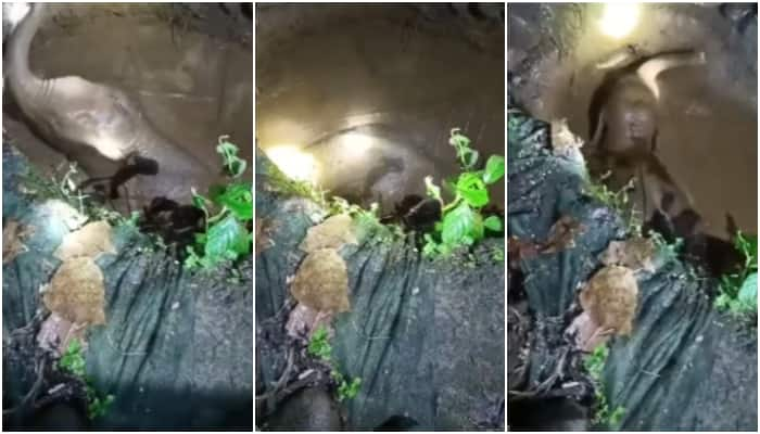 baby elephant got lost from group fell into well is saved using rope in Kothamangalam