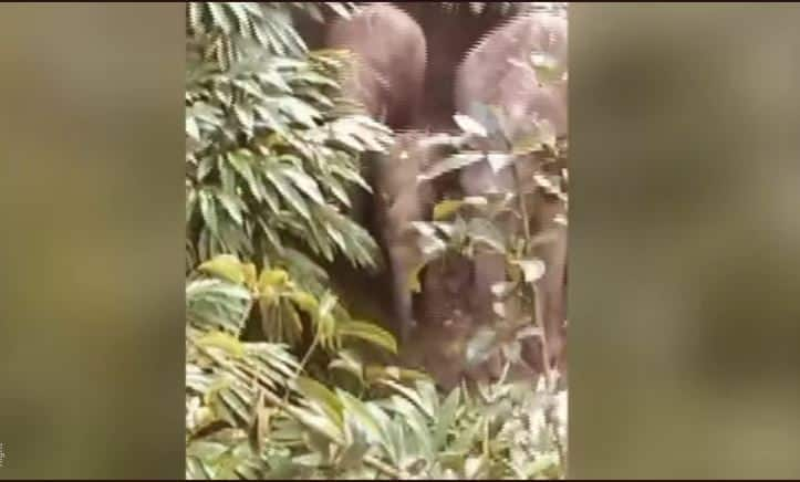 elephants herd at cardamom plantation and the workers escaped by climbing on tree