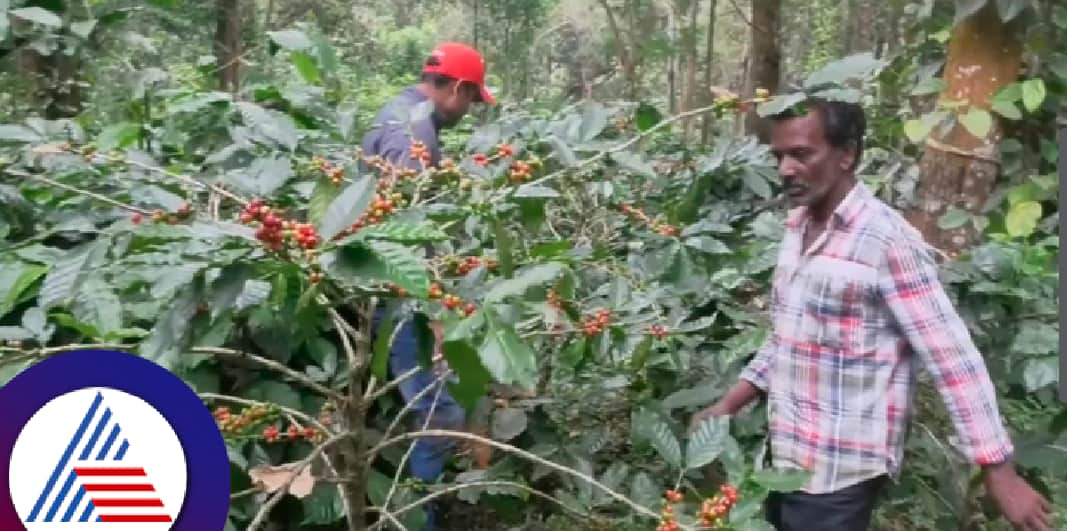 Cyclone Fengal effect on karnataka kodagu coffee growers rav