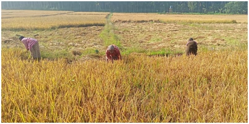 Farmers in Wayanad are in crisis due to unexpected rains