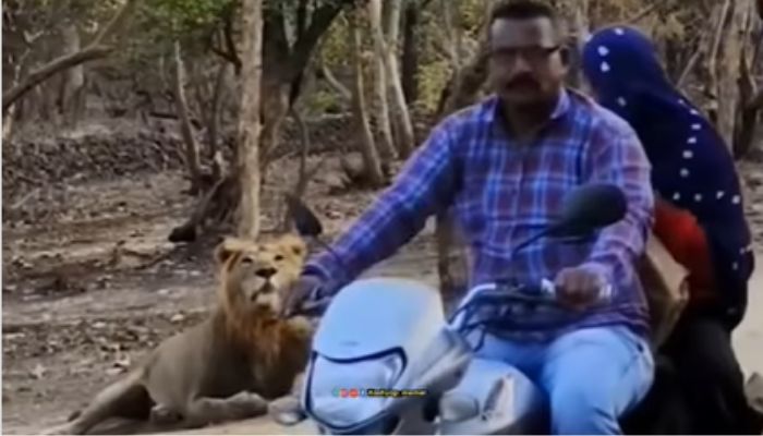 couple dangerous stunt lions viral video kashyap memer social media sat