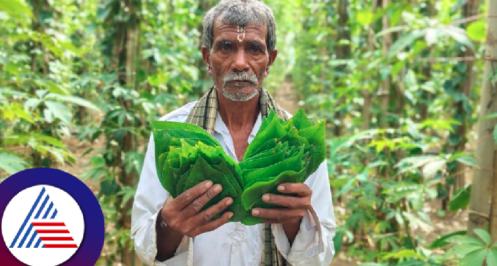 Veerappa Tallur is a successful farmer who grew betel leaf at gadag district rav