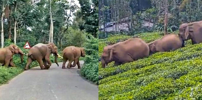 wild elephant attack increase in wayanad padivayal