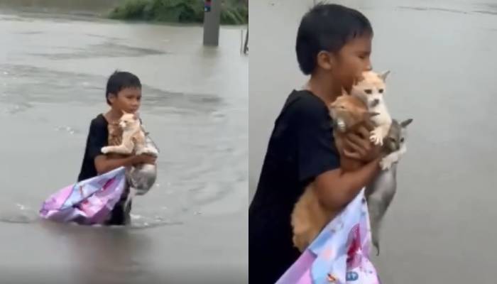 kid saves three cats in Malaysia flood heartwarming video