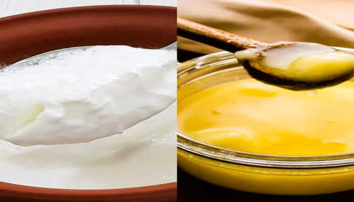 reasons why curd and ghee should not be taken together in tamil mks