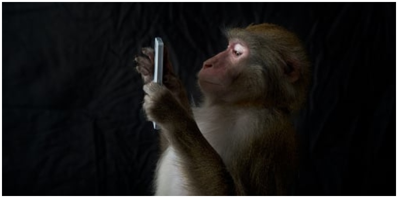 Monkey took away mobile and attend call Interesting incident in Malappuram