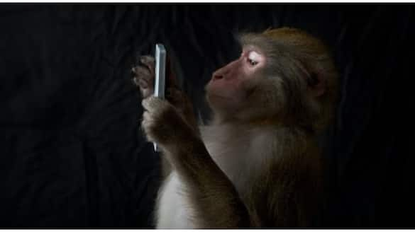 Monkey Attends Call After Snatching Phone in Tirur, Kerala Rya