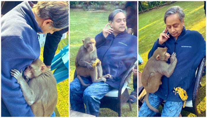 Monkey hugs Shashi Tharoor, dozes off on his lap in heartwarming encounter; see viral pics shk