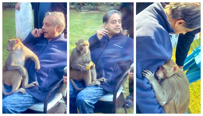 Pictures of a monkey sleeping after eating fruit on Shashi Tharoor MPs lap have gone viral on social media