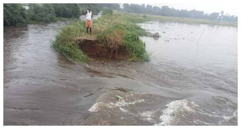 paddy farm faces threat after heavy rain in Alappuzha