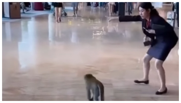 Video of woman asking monkey to leave airport goes viral