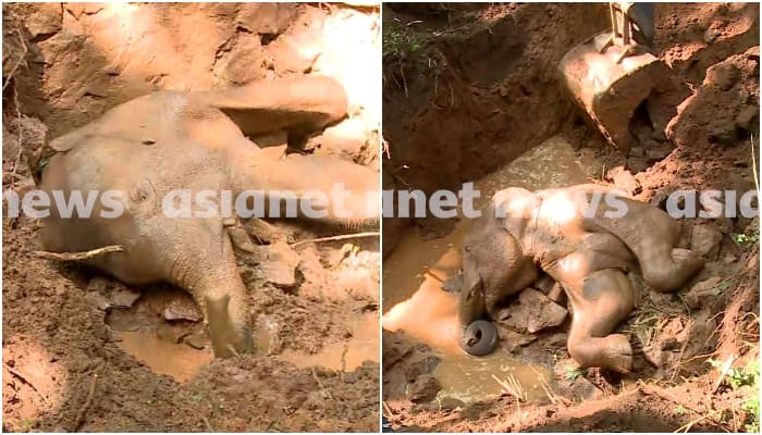 Little elephant falls into septic tank in Thrissur forest department Trying to Rescue