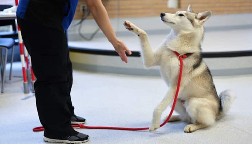 A dog is a man's best friend but since when? Scientists pinpoint the exact time & how it happened