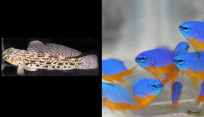 CMFRI successfully developed artificial breeding of two most demanded aquarium fishes 