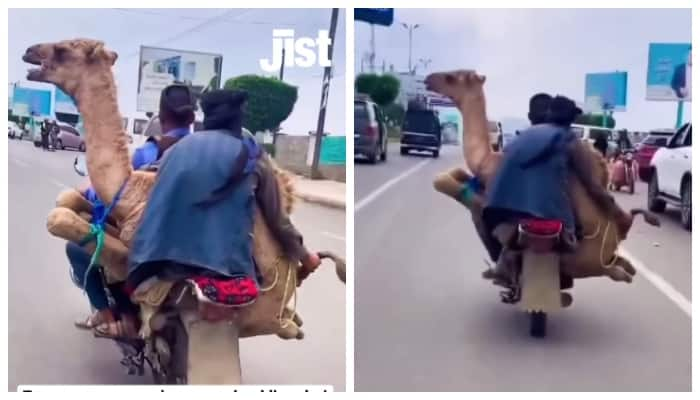 Social media demand for video of young men riding bikes with camel