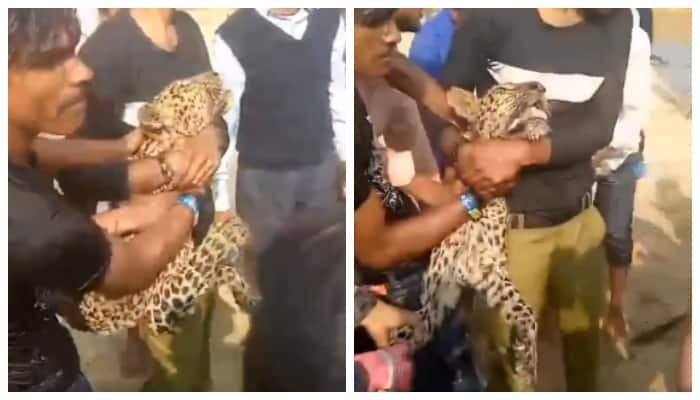 video of a group of people holding a leopard by its neck and not even letting it breathe has gone viral 