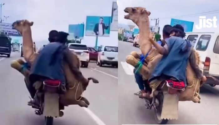 Shocking Video of Men Transporting Camel on Motorcycle Goes Viral sat