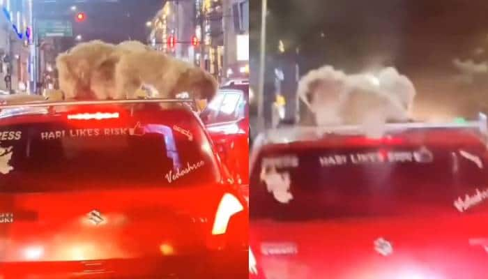 Bengaluru man seen driving with dogs on car roof in viral video