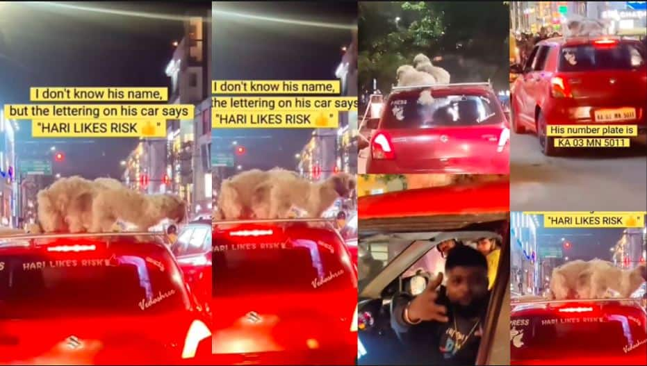 Netizens Slam Young Man for Driving with Puppy Dogs on Car Top in Bengaluru