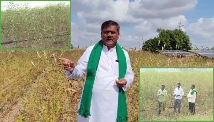 Karnataka Govt Given Toor Dal Seeds Poor quality Vijayapura Farmers lost their Crops sat