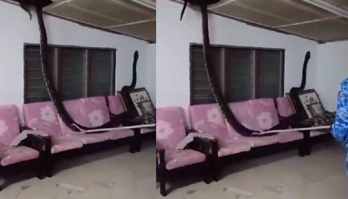 80 kg Python Found in Malaysian Home Shocking Residents mrq