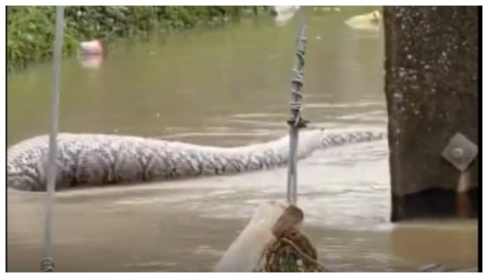 video of a huge python moving through flood waters has gone viral