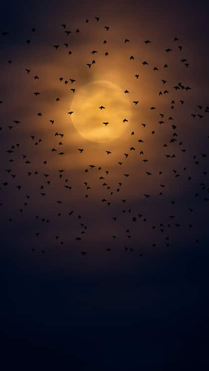 When is Amavasya in 2025? Check the Tithi dates here