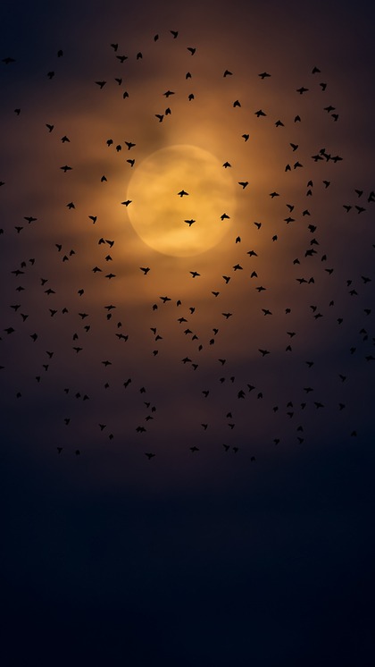 When is Amavasya in 2025? Check the Tithi dates here