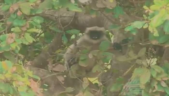 Monkey Attack on People in Belagavi grg 