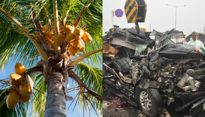 Shocking ACKO report reveals coconuts caused 2.2 times more accidents than drunk driving 