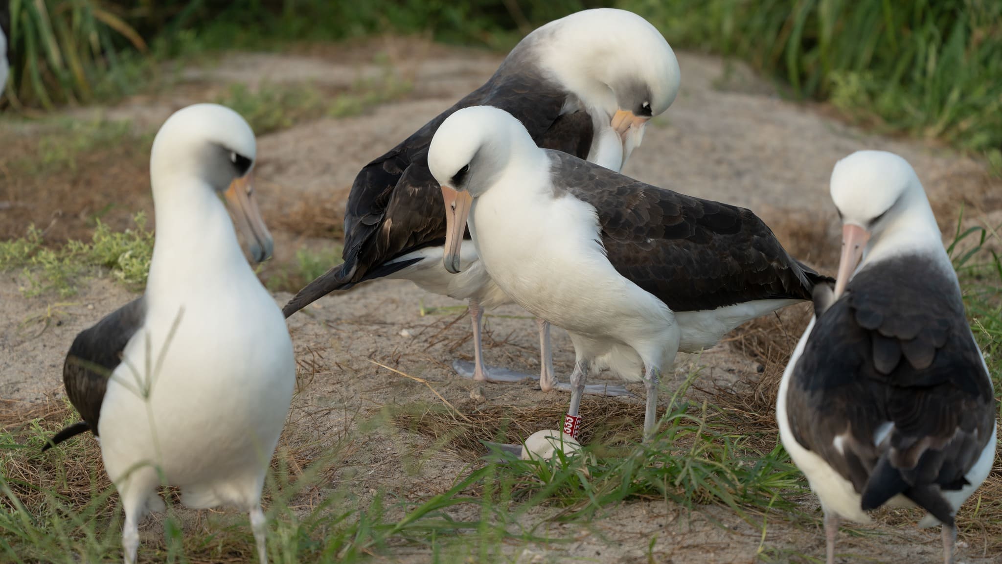 Worlds Oldest albatross wild bird wisdom lays egg at 74