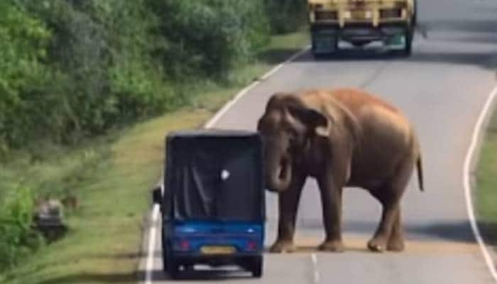 Raja viral elephant from Srilanka Buttala Kataragama road 