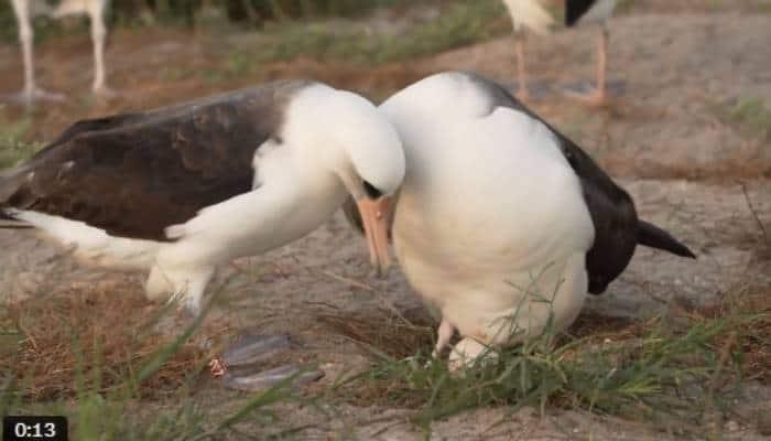 Wisdom worlds oldest known wild bird becomes a mom at 74