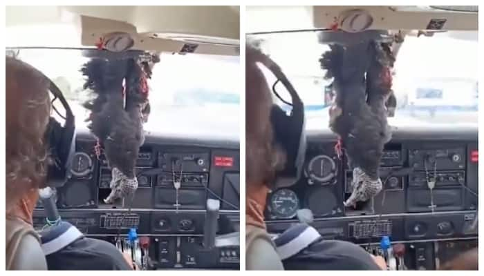 video of an Vulture crashed into the plane's windshield and fell dead into the cockpit went viral