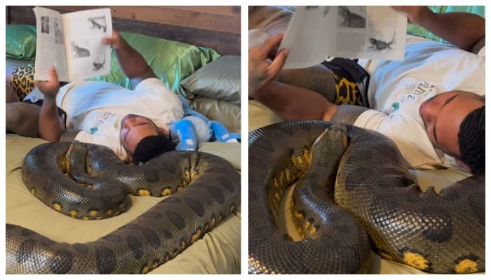 video of a young man lying down and reading a book with a python has gone viral