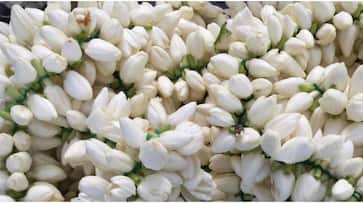 Jasmine plants will thrive in pots all you need to do is this Jasmine plants will thrive in pots all you need to do is this