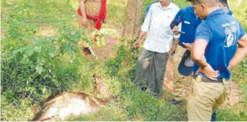 unknown creature killed the calf locals says tiger in perinthalmanna